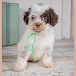 Wilson - Brown and white male Cockapoo puppy in Connersville, Indiana from Deaz Doodle Ranch