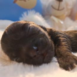Stoney - Brindle male Mal-Shi puppy in Apollo Beach, Florida from Gemstone Exclusive Pups of Florida
