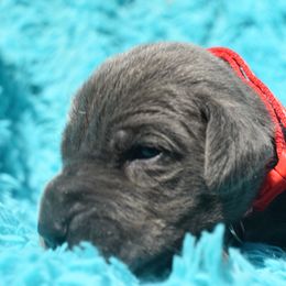 Red Collar Blue Girl - Blue female Great Dane puppy in Alvarado, Texas from Texas Blue Danes