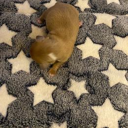 Dachshund Puppies from KS FUREVER MINI DOXIES