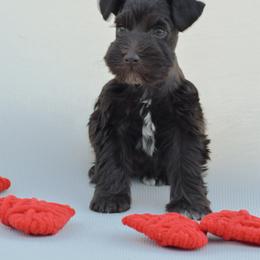 Chocolate - Liver male Miniature Schnauzer puppy in Tampa, Florida from PNQ Breeding