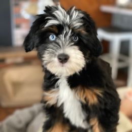 Shiloh - Bernedoodle