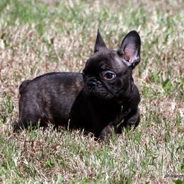 Lyon - Brindle male French Bulldog puppy in Winnsboro, Texas from JP Ranch Bulldogs