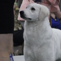 Cirneco dell’Etnas, Kuvaszok, and Wirehaired Pointing Griffons from Kaen Kennels