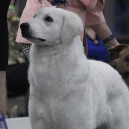 Cirneco dell’Etnas, Kuvaszok, and Wirehaired Pointing Griffons from Kaen Kennels