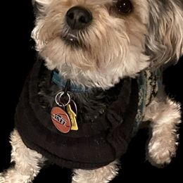 Morkies from Jenn's Morkiepoos