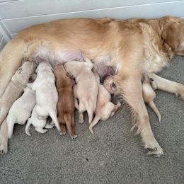 Boy 1 - Light golden male Golden Retriever puppy in Turner, Maine from Bear Pond Retrievers
