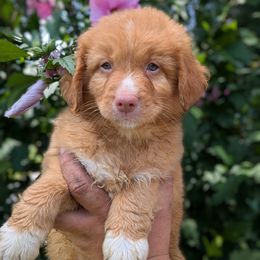 Pink collar girl - Red female Nova Scotia Duck Tolling Retriever puppy in Ohio from Rosecreek Tollers