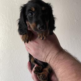Dachshund Puppies from Hursh’s Hounds