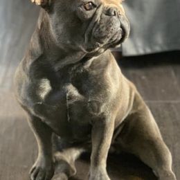 French Bulldogs from Stockman Family Frenchies
