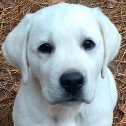 Labrador Retrievers from Labs of Lake Hills