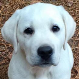 Labrador Retrievers from Labs of Lake Hills