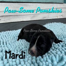 Mardi - Black and white male Pomsky puppy in Krum, Texas from Paw-Some Pomskies