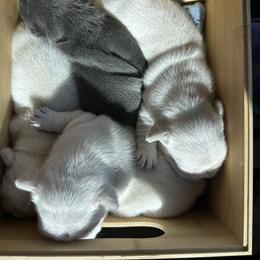 French Bulldog Puppies from Jasmine McMurtry