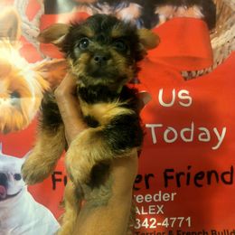 Jordan - Blue and tan male Silky Terrier puppy in New Jersey from Fur-Ever Friends