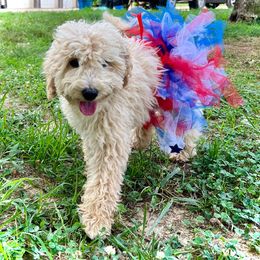 Girl 1 - Red  Goldendoodle puppy in Tennessee from Wonder Poodles and Doodles