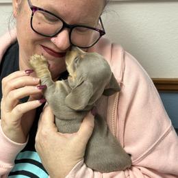 Sterling - Fawn (isabella) and tan male Dachshund puppy in Salem, Oregon from Ide's of March Dachshunds