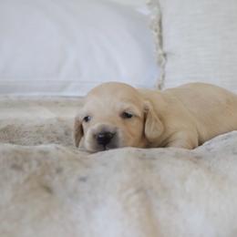 Gray collar - Cream male Dachshund puppy in Mc Donough, Georgia from Hot Diggity Doxies