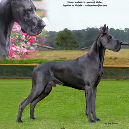 Great Danes from Azulene Danes