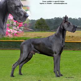 Great Danes from Azulene Danes