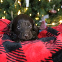 Ziti - Chocolate female Labradoodle puppy in Lanexa, Virginia from Lees Reach Farm