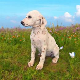 Liz - sable - Lua - White and liver brown female Dalmatian puppy in Sedalia, Missouri from Missouri Dalmatians