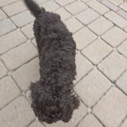 Poodle Puppies from shelby ealey