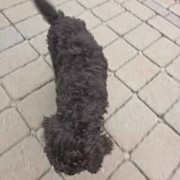 Poodle Puppies from shelby ealey