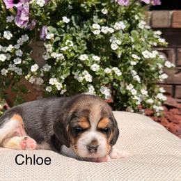 Chloe - Black tan and white female Beagle puppy in Mansfield, Missouri from Rippee Creek Kennel
