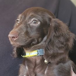 Cocoa - Dachshund
