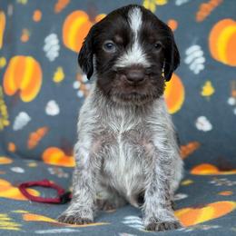 Red Boy - Liver and white male German Wirehaired Pointer puppy in Reddick, Florida from Afterhours German Wirehaired Pointers and Basset Fauve de Bretagne