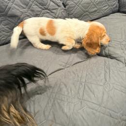 Anastasia - Piebald female Dachshund puppy in Wesley Chapel, Florida from Russell Lee Overton