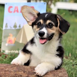 Bennet - Pembroke Welsh Corgi puppy in Unionville, Missouri from Roger That Corgi
