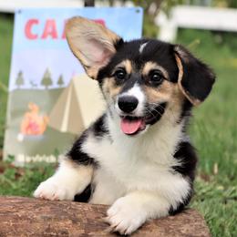Bennet - Pembroke Welsh Corgi puppy in Unionville, Missouri from Roger That Corgi