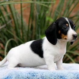 Male 2 - Piebald male Dachshund puppy in Childress, Texas from Taylor Farms