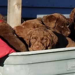 Chesapeake Bay Retrievers from Primrose Cottage Farm
