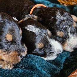 Daisy - Black and white female Bernedoodle puppy in Granton, Wisconsin from Rose River Farms
