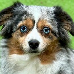Australian Shepherds, Miniature American Shepherds, Miniature Australian Shepherds, and Toy Australian Shepherds from Dusty Spring Australian Shepherds, LLC