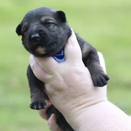 Boy 2 - male German Shepherd puppy in Mississippi from GH
