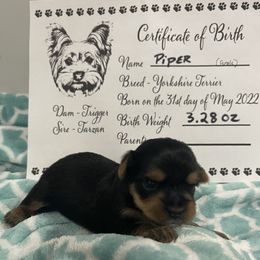 Yorkshire Terrier Puppies from K’s Yorkies