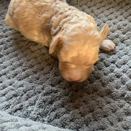 Honey - Apricot female Goldendoodle puppy in Haddam, Kansas from Golden B Acres