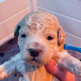 Assorted Doodle Crosses, Bernedoodle, Cockapoo, Labradoodle, and Sheepadoodle Puppies from Greenview Puppies