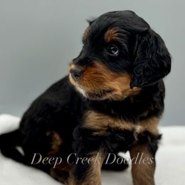 Puppy Pick 4 - Tri-color male Bernedoodle puppy in Sugar Hill, Georgia from Deep Creek Doodles