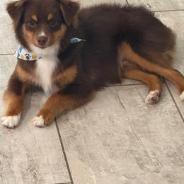 Mufasa - Toy Australian Shepherd