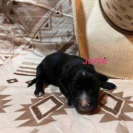 Junie - Black & white female Australian Shepherd puppy in Rose Hill, North Carolina from Motega Australian Shepherds