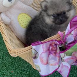 Sting - Orange sable male Pomeranian puppy in Avon Park, Florida from Mariska's Pomeranians