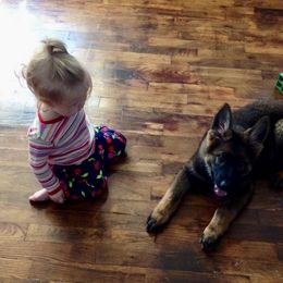 German Shepherd Puppies from Salty Raccoon Ranch German Shepherds