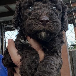 Emperador - Chocolate male Australian Labradoodle puppy in Alamo, Texas from QuiSal Labradoodles