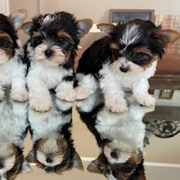 Biewer Terrier and Cavalier King Charles Spaniel Puppies from Kilmaren Cavaliers and Biewer Terriers