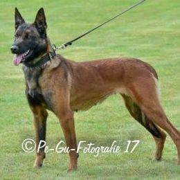 Belgian Malinois and Dutch Shepherds from Cavalier K9